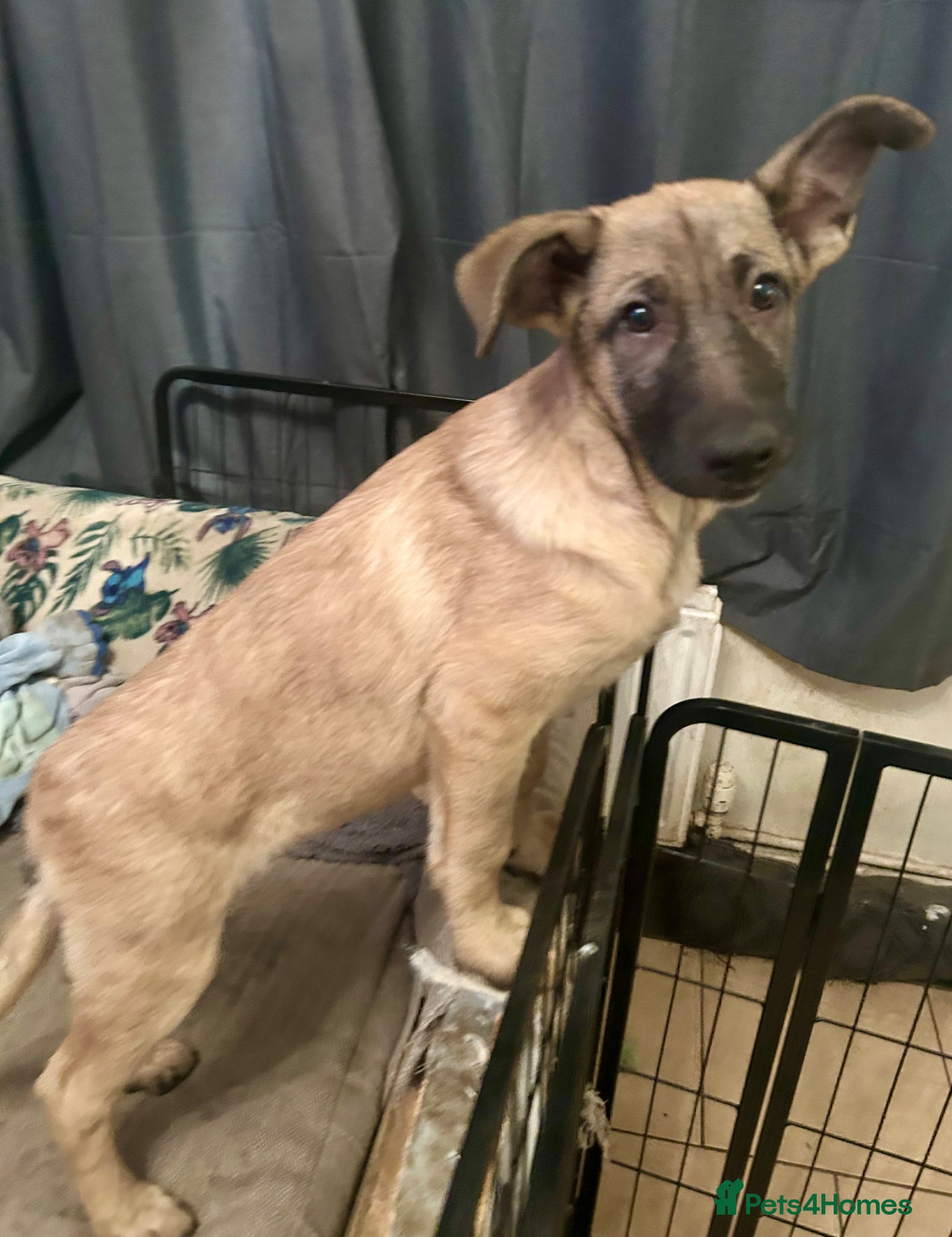 German Shepherd dogs German Shepherd puppies  - Advert 8