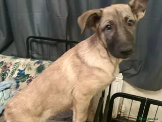 German Shepherd dogs German Shepherd puppies - Advert 8