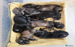 German Shepherd dogs for sale: Long haired straight backed German Shepherd pups. - Image 2