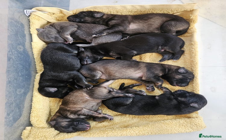German Shepherd dogs - Advert 3