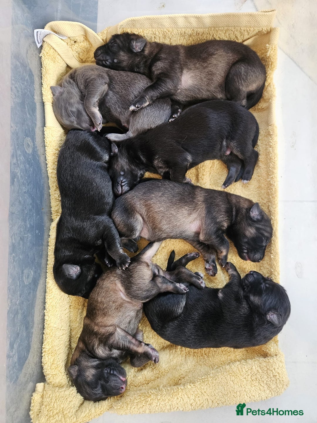 German Shepherd dogs for sale: Long haired straight backed German Shepherd pups. - Image 2