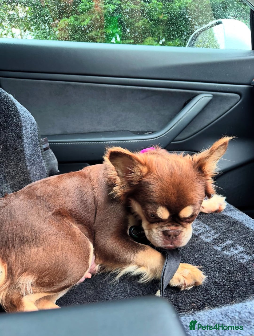 French Bulldog dogs for sale: Visual Fluffy 🧶 New Shade Frenchies 💎  - Image 5