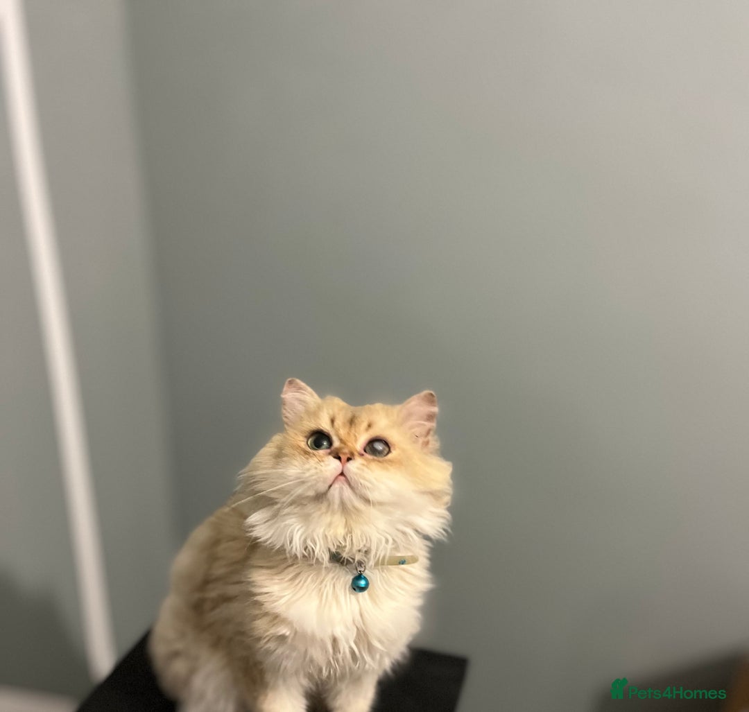 British Longhair cats for stud: 🐾🐾🐱Pretty boy looking for a girl 🐱🐾🐾 in Luton - Image 11