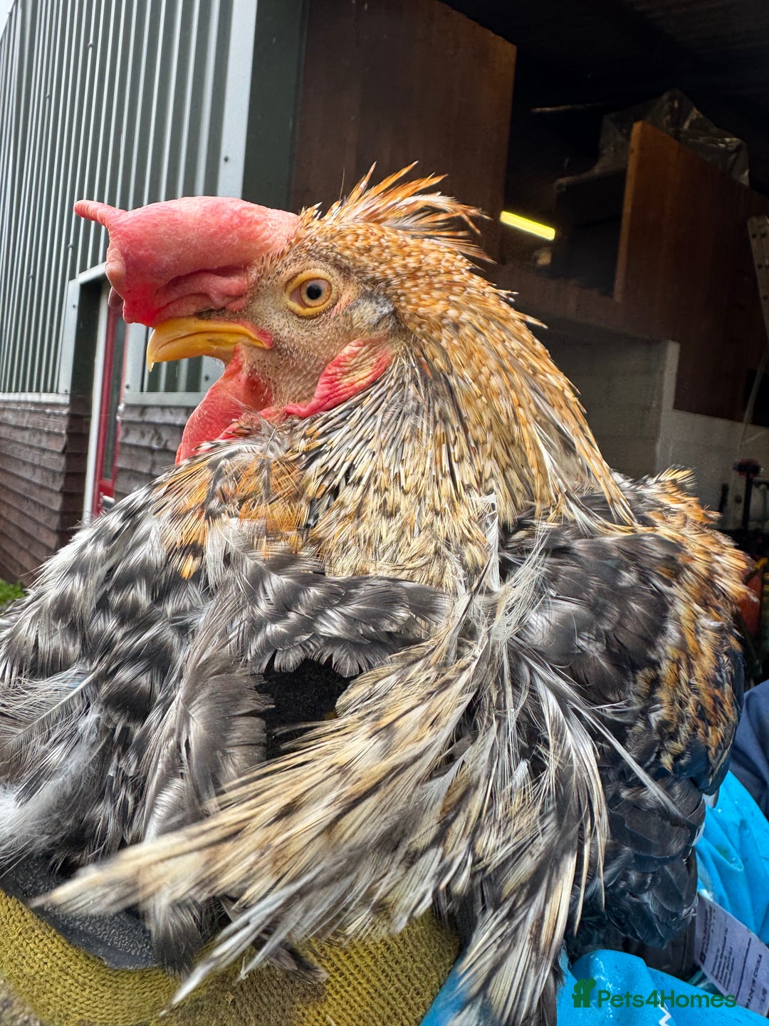 Chickens poultry for sale: Cockerels, Blue Copper Maran, Cream Legbar, Olive  - Image 3