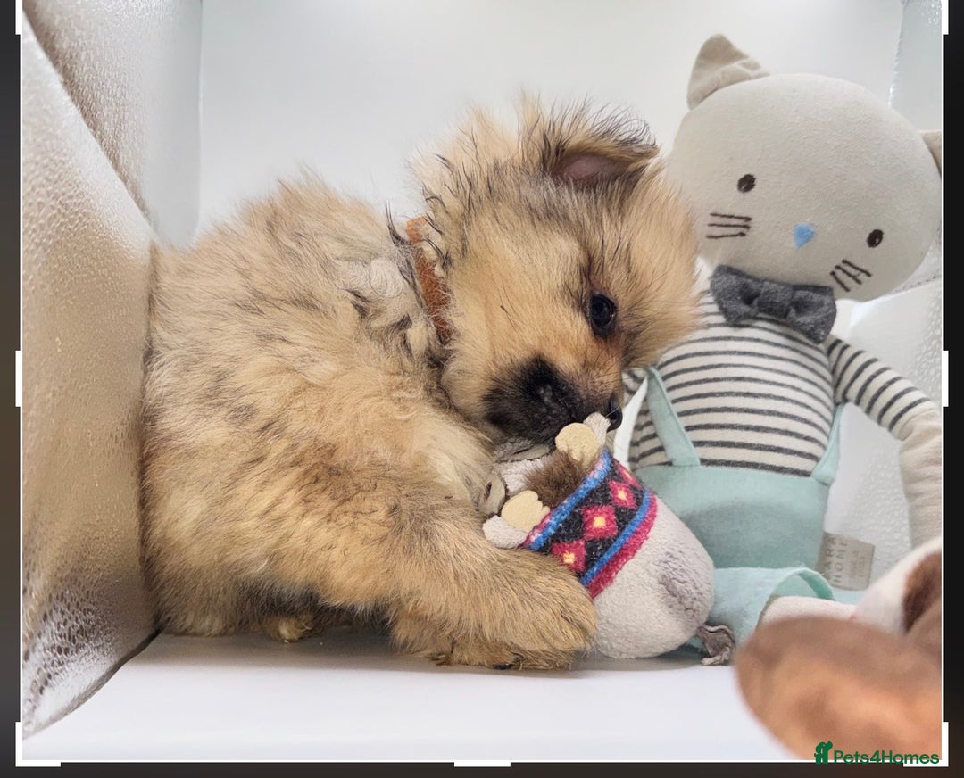 Pomeranian dogs for sale: 6 Adorable Mini/Tiny/ Fluffy Pomeranian Puppies  - Advert 33