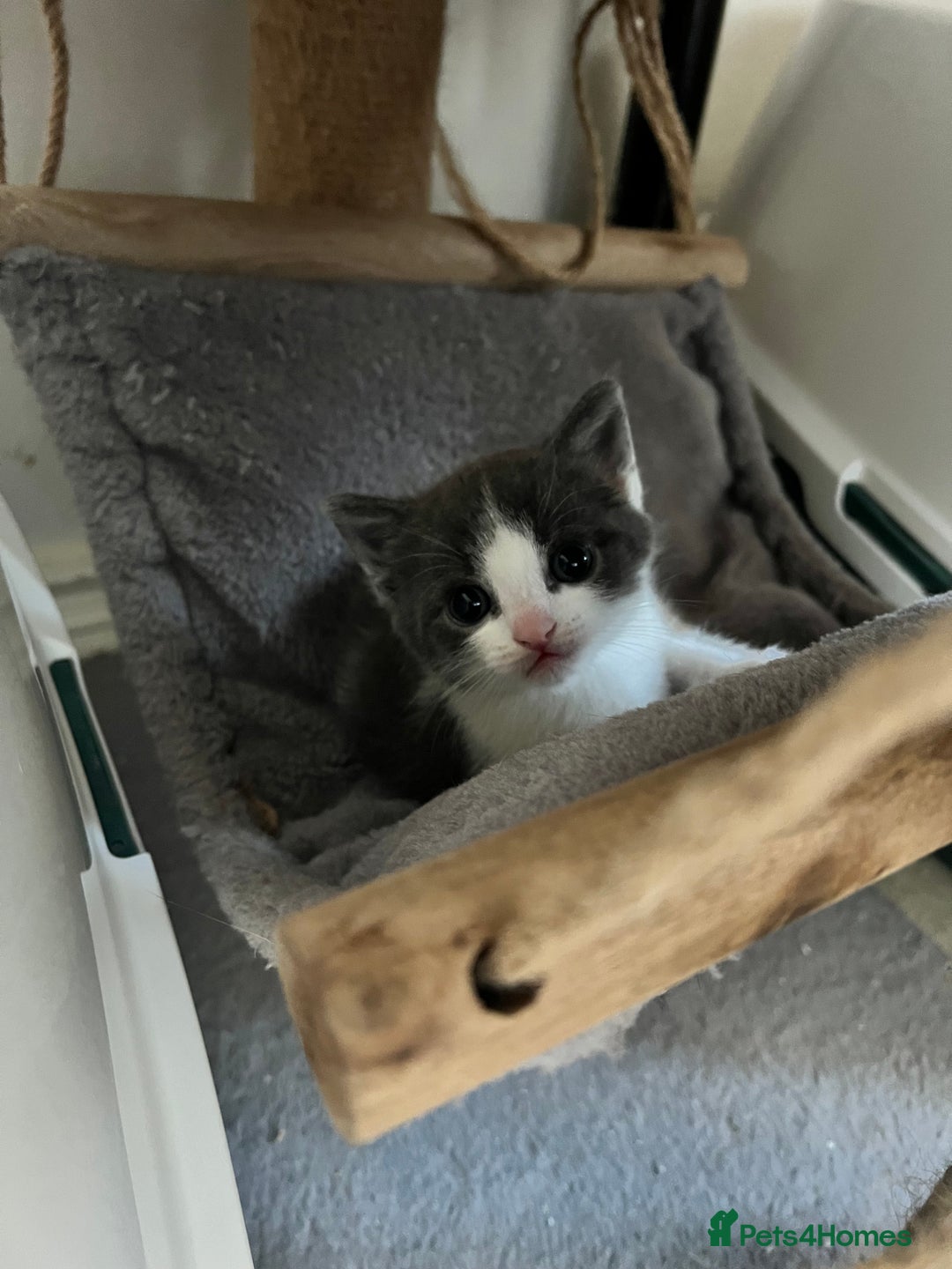 British Shorthair cats for sale: Blue and white kitten  - Advert 1