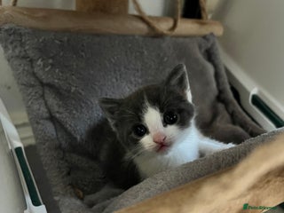 British Shorthair cats Blue and white kitten - Advert 2