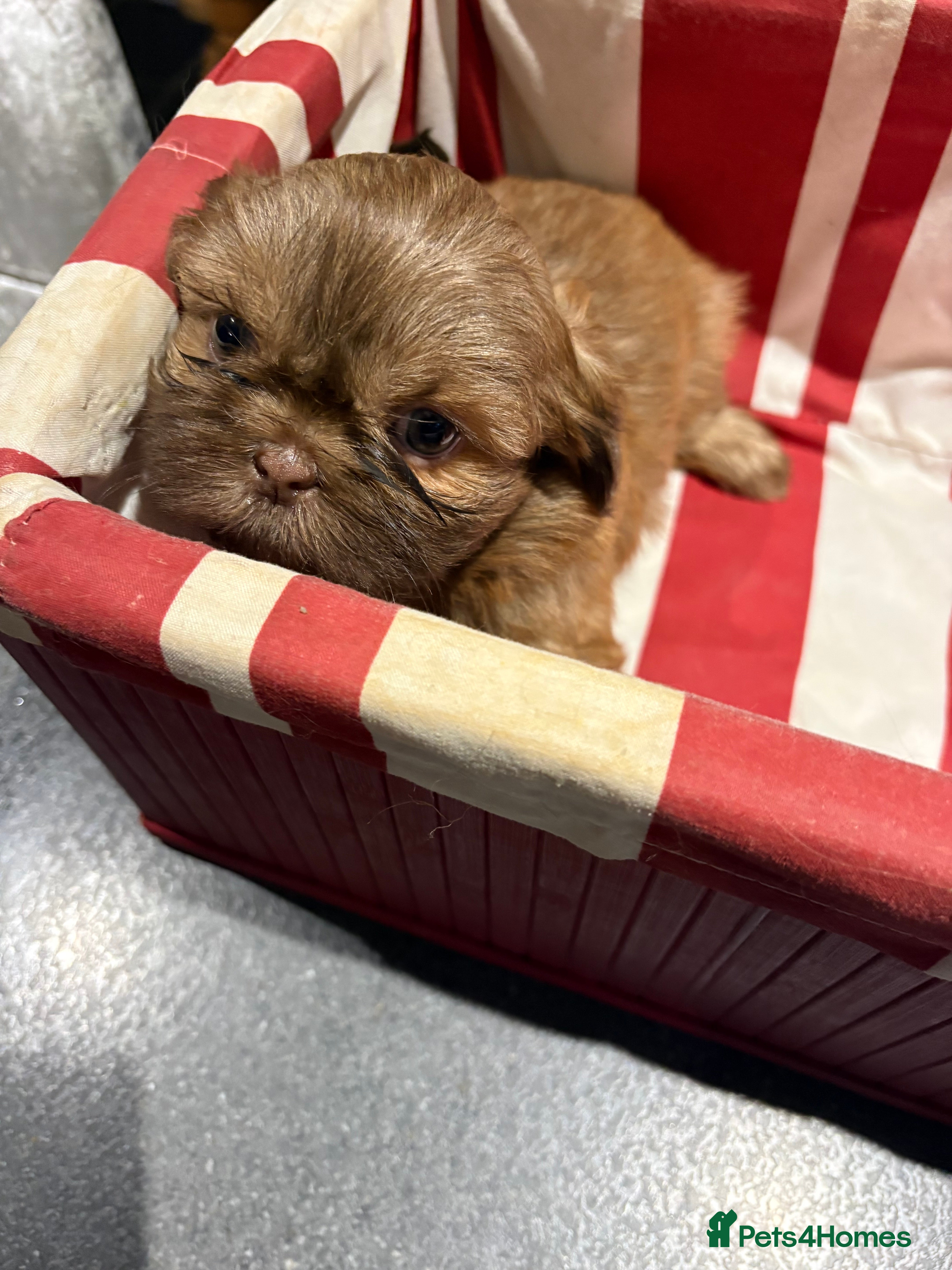 Shih Tzu dogs Karashishi shih tzu - Advert 16