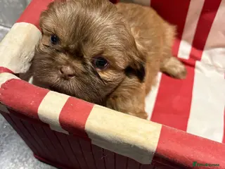 Shih Tzu dogs Karashishi shih tzu - Advert 16