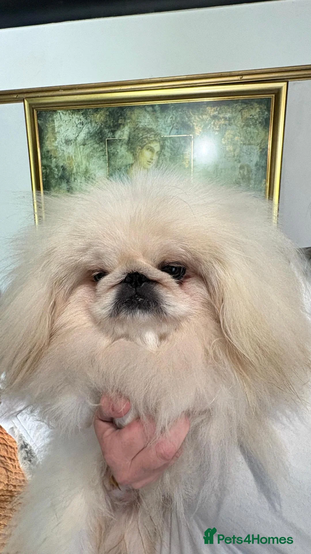 Pekingese dogs for stud: 💙kc registered proven white pekingese 💙 - Advert 1
