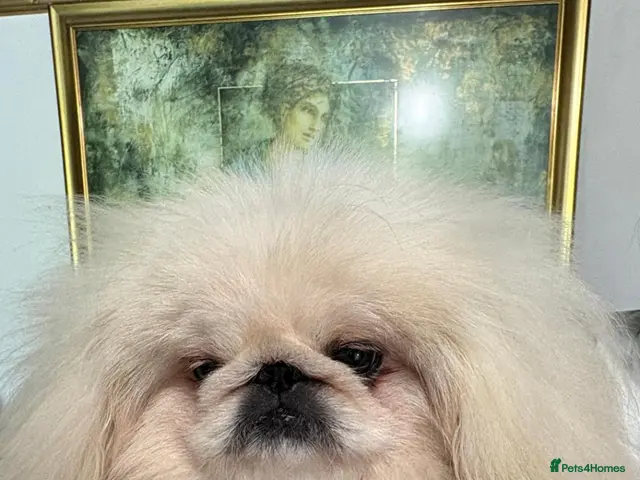 Pekingese dogs for stud: 💙kc registered proven white pekingese 💙 - Advert 1