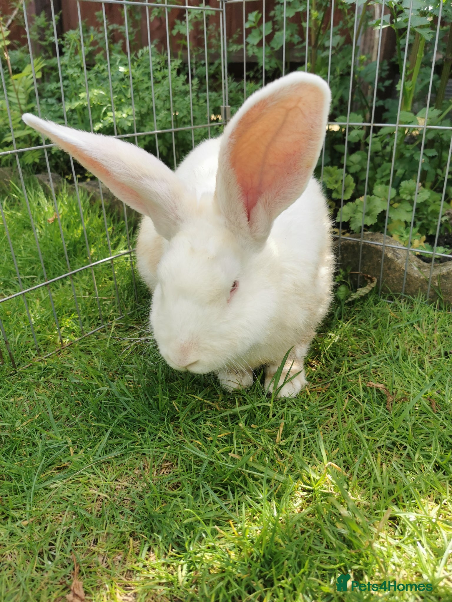Continental Giant rabbits Continental giant - Advert 6
