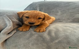 Labrador Retriever dogs for sale: Labrador retriever  - Image 4