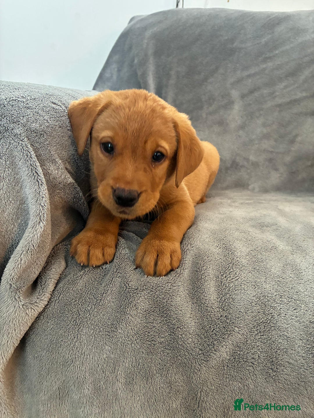 Labrador Retriever dogs for sale: Labrador retriever  - Image 4