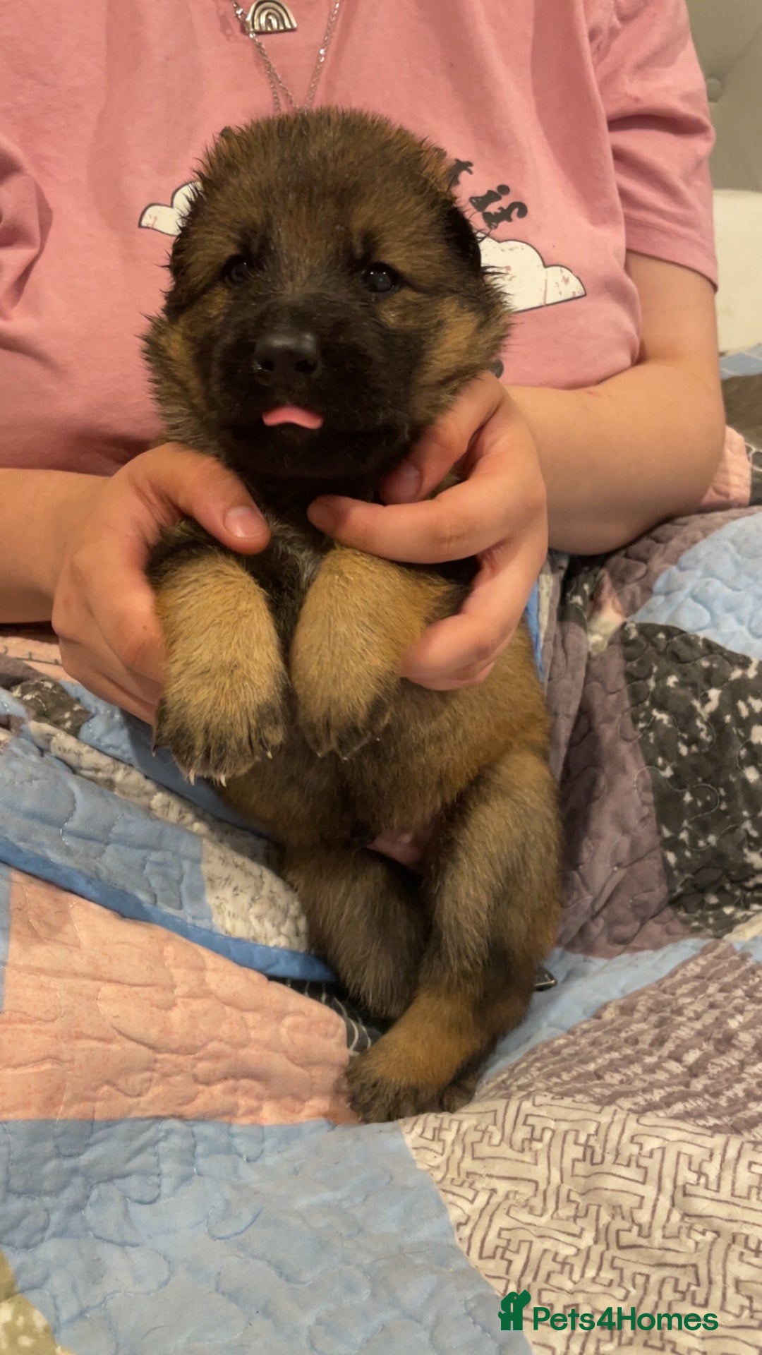 German Shepherd dogs for sale: 2 GORGEOUS MALE PUPPIES  - Image 8