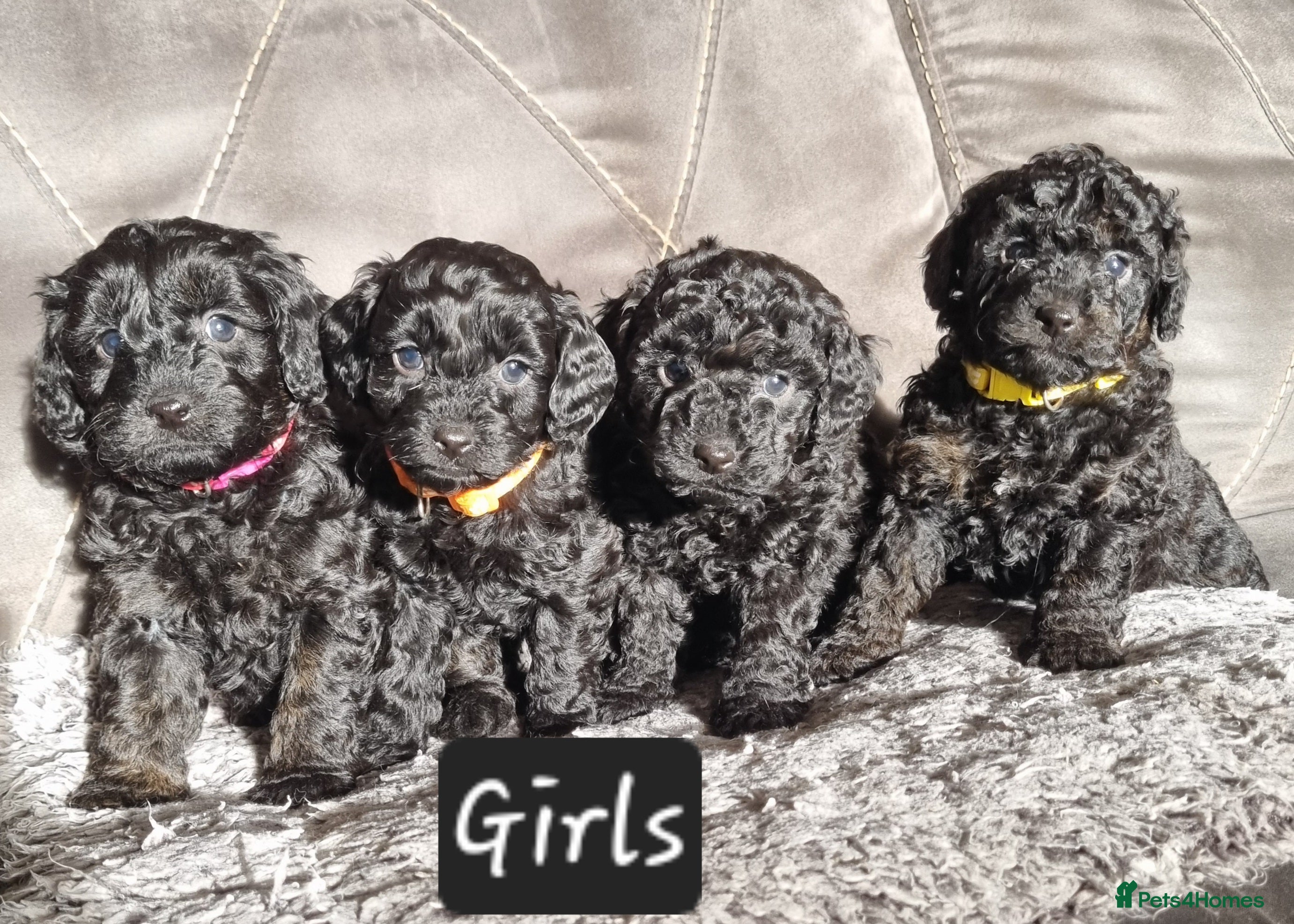 Cavapoo dogs Cavapoo f1b puppies  - Advert 17