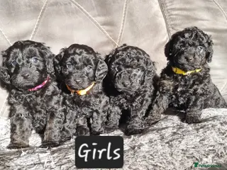 Cavapoo dogs Cavapoo f1b puppies - Advert 17