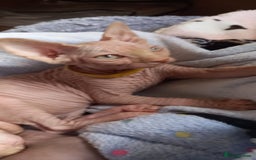 Sphynx cats for sale: 5 Adorable Sphynx Kittens for sale! - Image 6