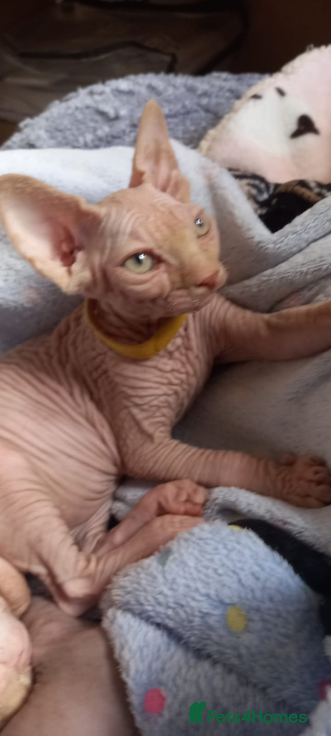 Sphynx cats for sale: 5 Adorable Sphynx Kittens for sale! - Image 6