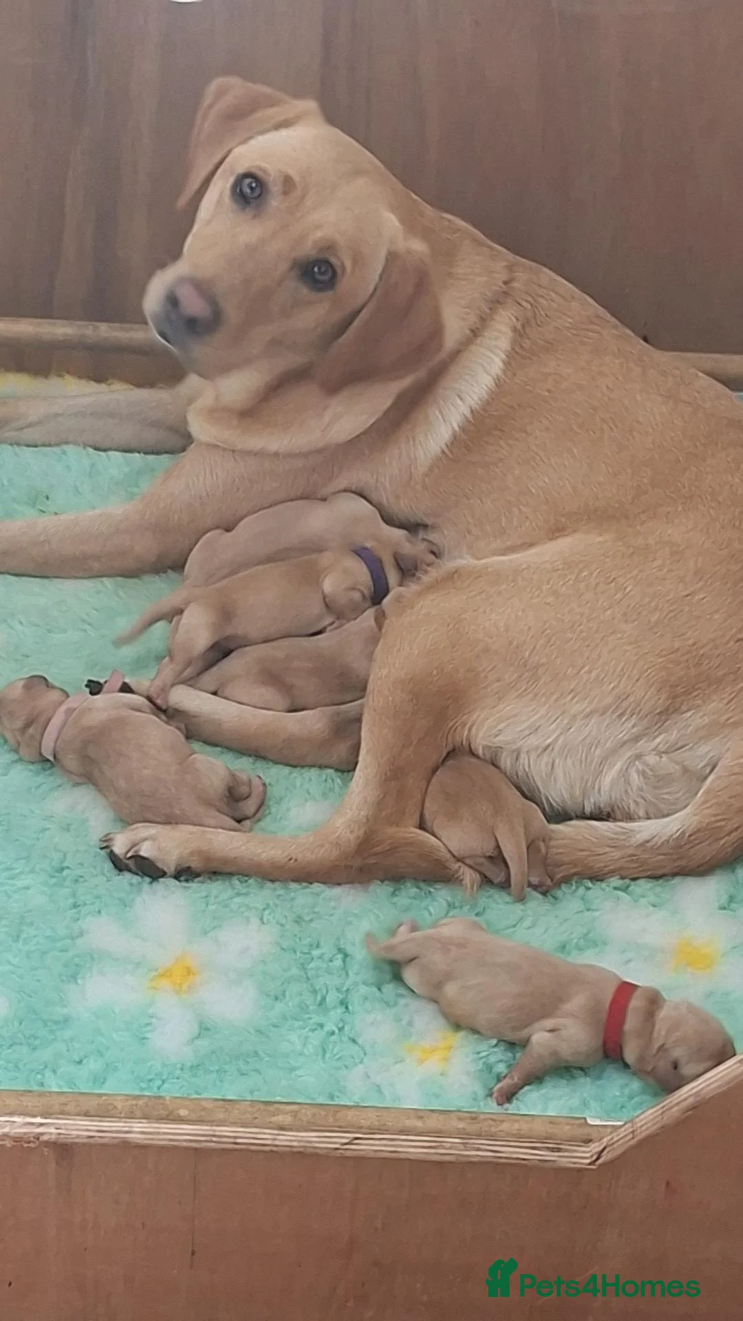 Labrador Retriever dogs for sale: KC Registered Working Labrador Retriever Puppies in Cheddar - Advert 1