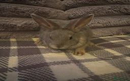 Mixed Breed rabbits for sale: Rabbits for sell. - Image 11