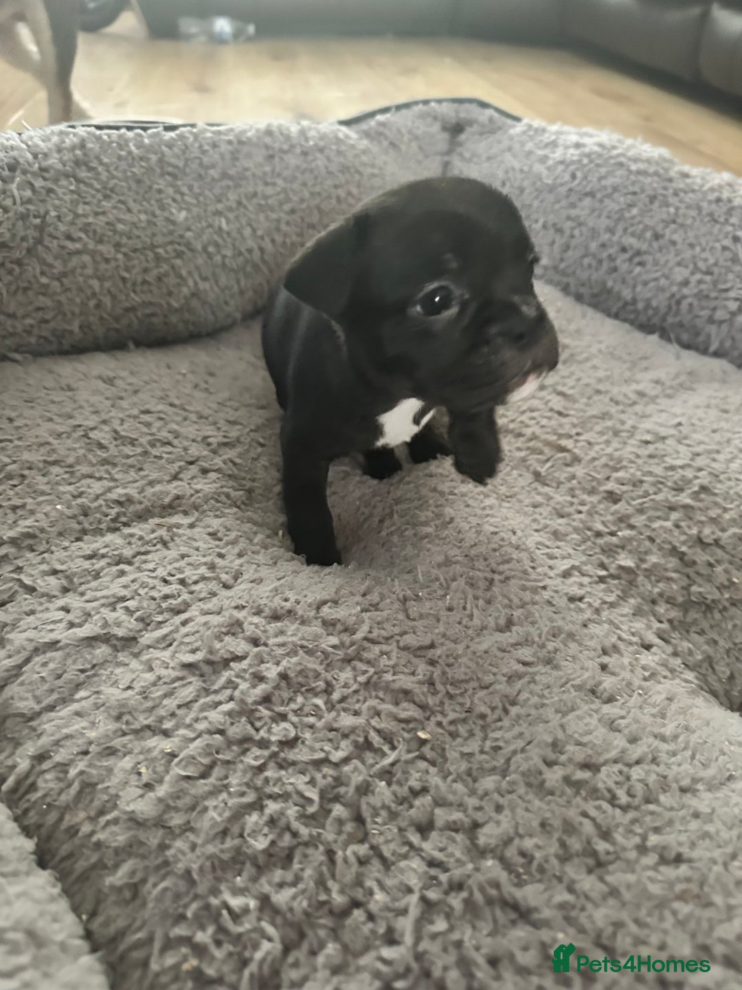Mixed Breed dogs for sale: American French bulldog  - Image 6