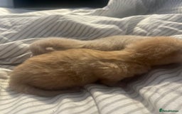 Domestic Shorthair cats for sale: 4 gorgeous kittens  - Image 5