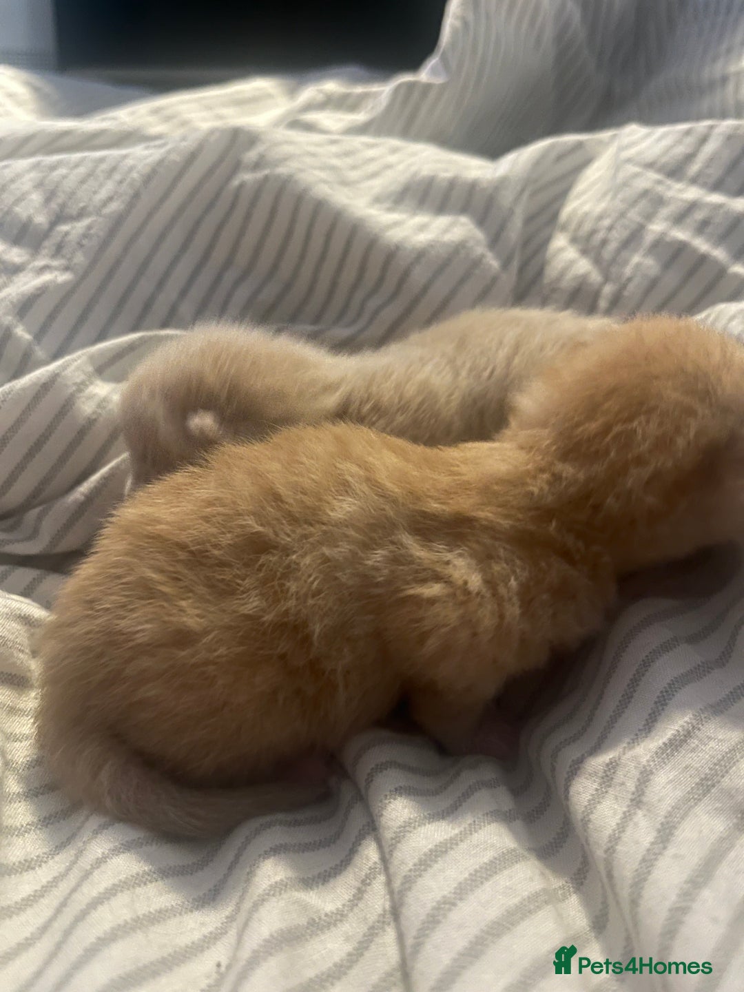 Domestic Shorthair cats for sale: 4 gorgeous kittens  - Image 5