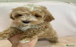 Maltipoo dogs for sale: Waiting list now open , health tested, Maltipoo’s - Image 11