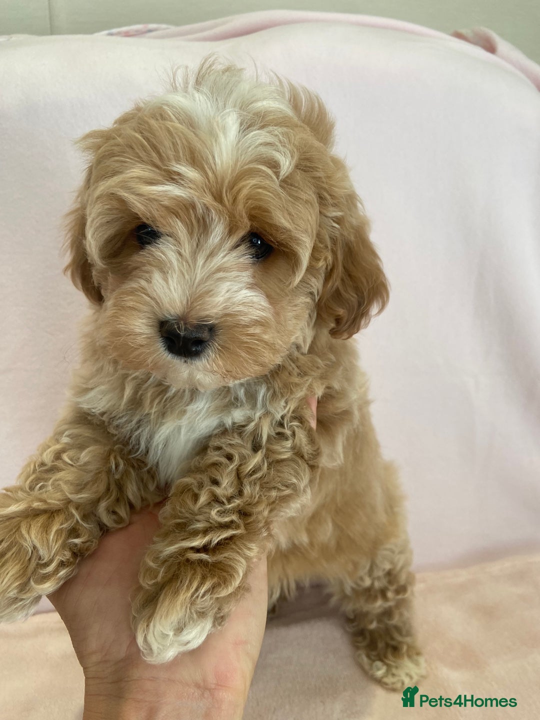 Maltipoo dogs for sale: Waiting list now open , health tested, Maltipoo’s - Image 11