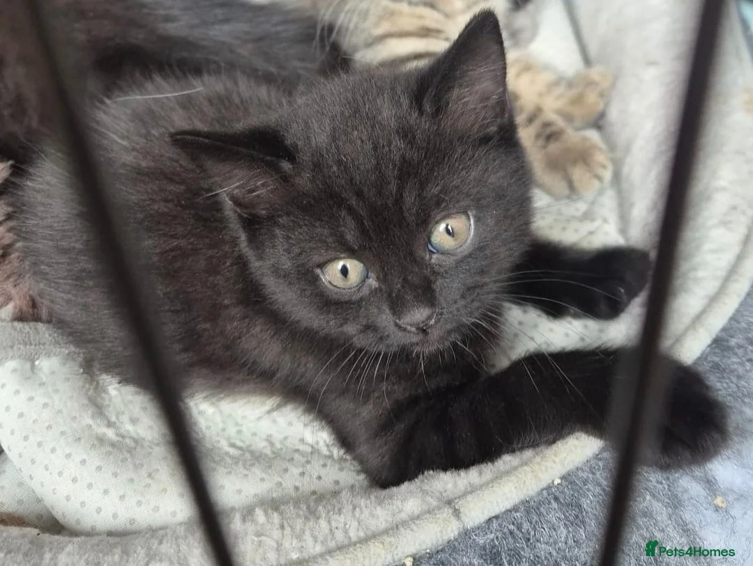 Mixed Breed cats for sale: Lovely black mixed breed kitten  - Advert 2