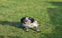 Mixed Breed dogs for sale: Forrest (Pet free for a lovely home). - Image 1