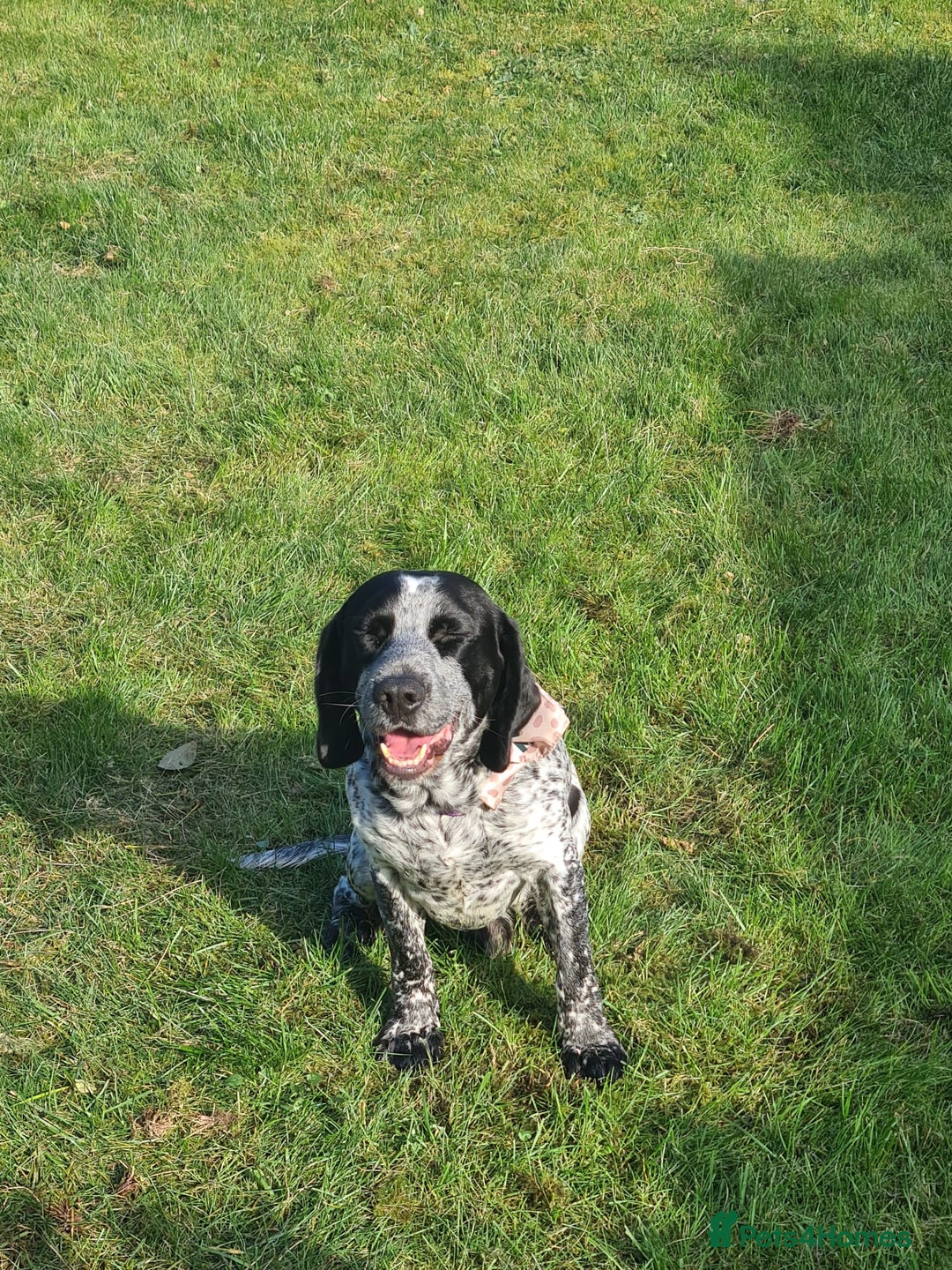 Mixed Breed dogs for sale: Forrest (Pet free for a lovely home). - Image 1