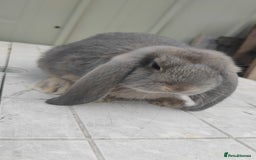 French Lop rabbits for sale: Beautiful french lop girl - Image 2
