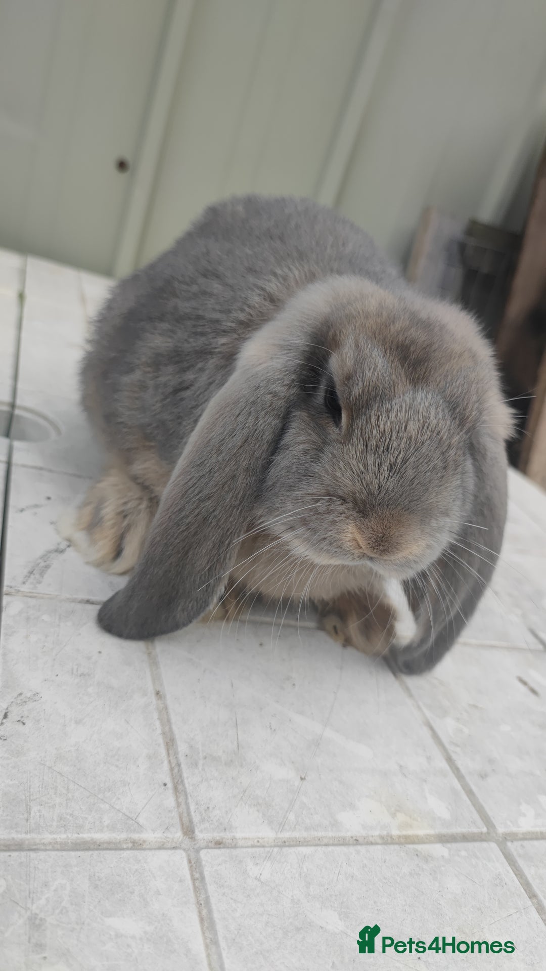 French Lop rabbits for sale: Beautiful french lop girl - Image 2