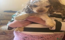 Cocker Spaniel dogs for sale: Gorgeous Litter of Cocker spaniels  - Image 1