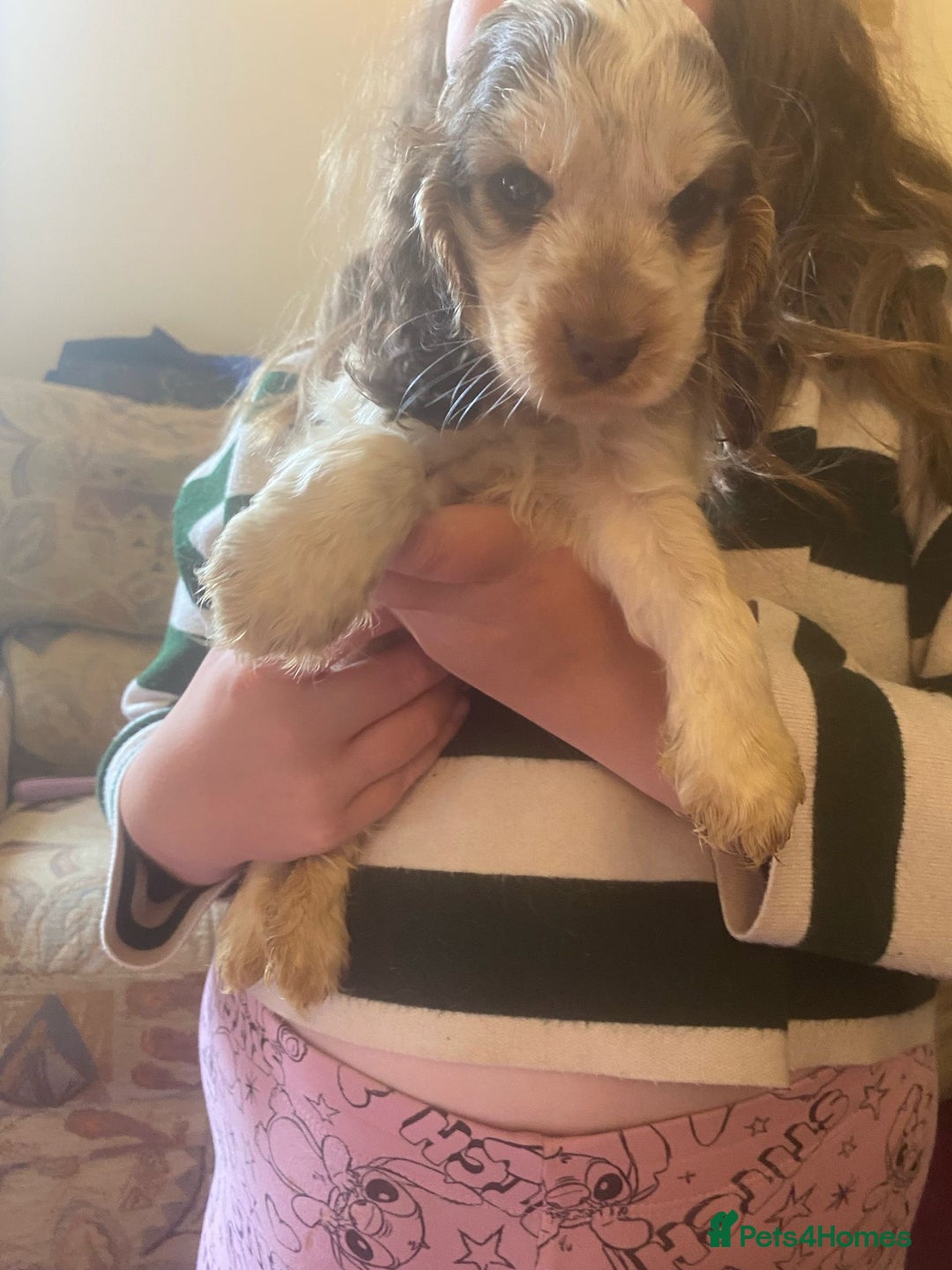 Cocker Spaniel dogs for sale: Gorgeous Litter of Cocker spaniels  - Image 1
