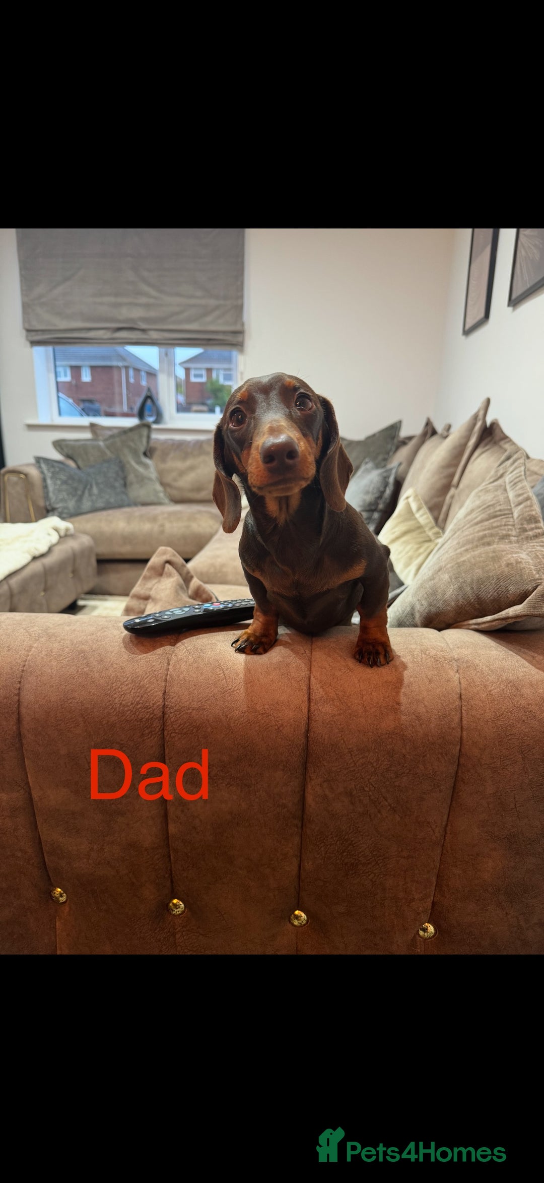 Dachshund dogs for sale: Dachund - Image 8