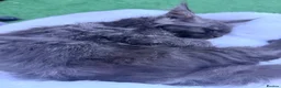 Maine Coon cats for sale: Beautiful Maine Coon Ready for Their Forever Homes - Advert 5