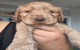 Cocker Spaniel dogs for sale: 🐾pedigree Show cocker spaniel🐾 - Image 3