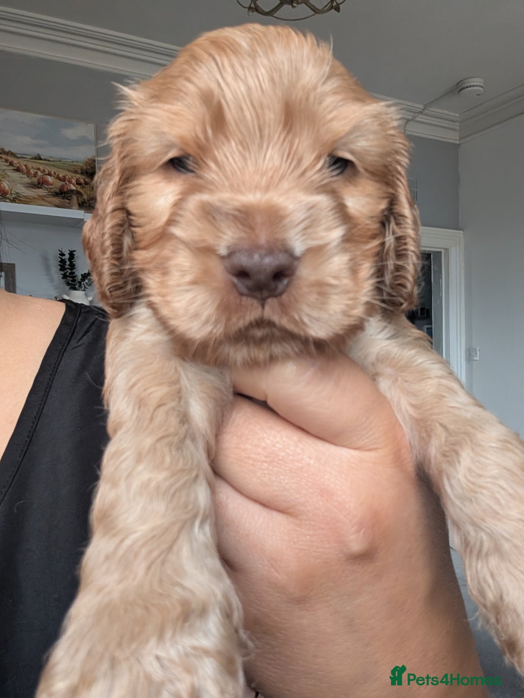 Cocker Spaniel dogs for sale: 🐾pedigree Show cocker spaniel🐾 - Image 3