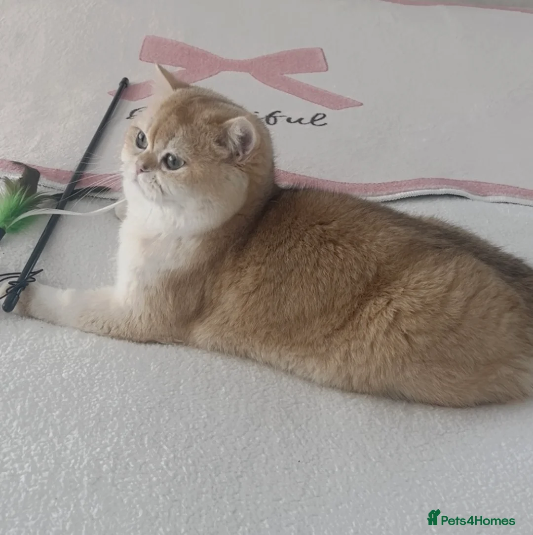 British Shorthair cats for sale: Tica Registered Ny12 Golden British Shorthair Girl - Advert 2