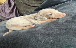 Dachshund dogs for sale: Miniature dachshund  - Advert 7