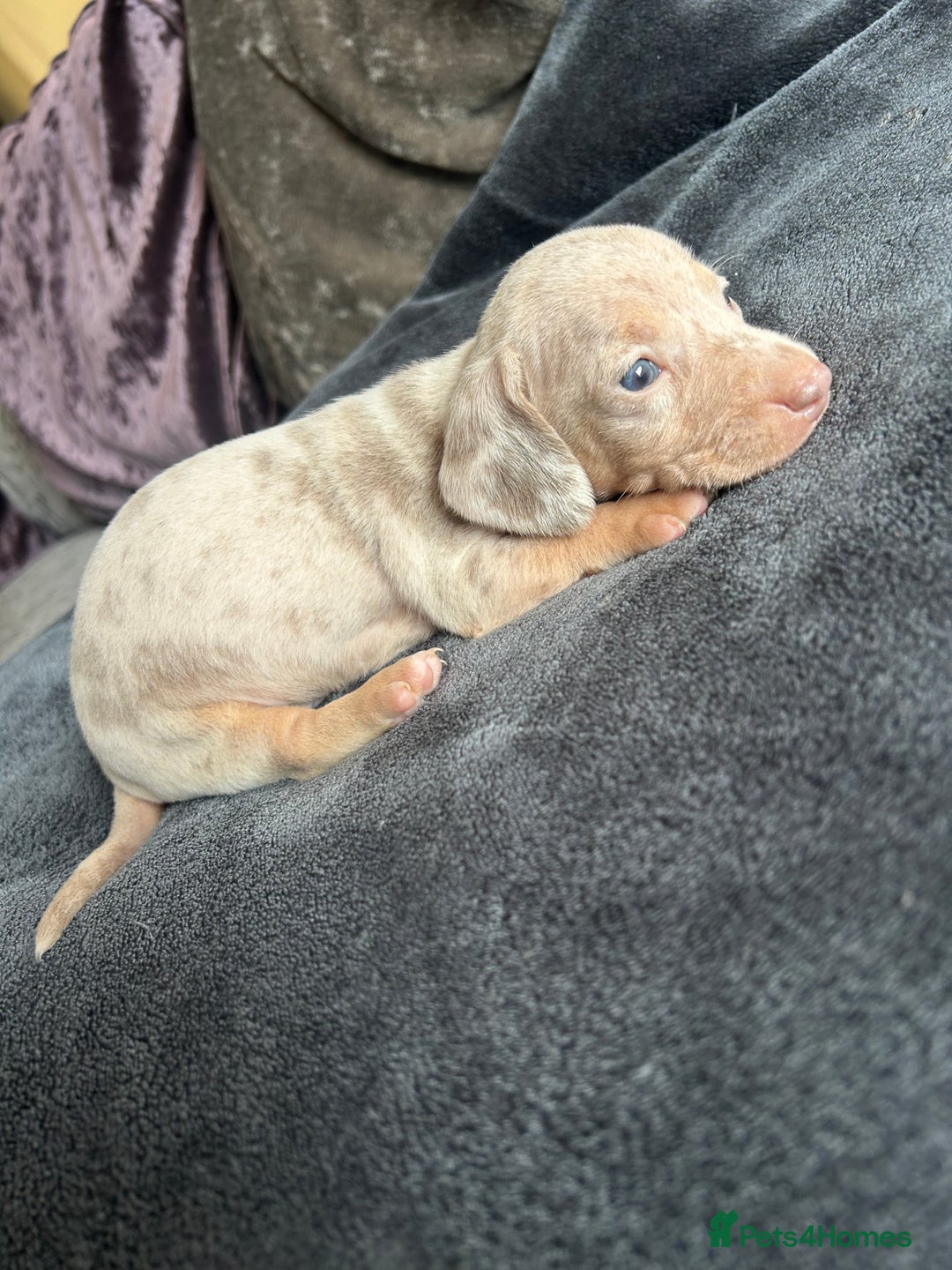 Dachshund dogs for sale: Miniature dachshund  - Advert 7