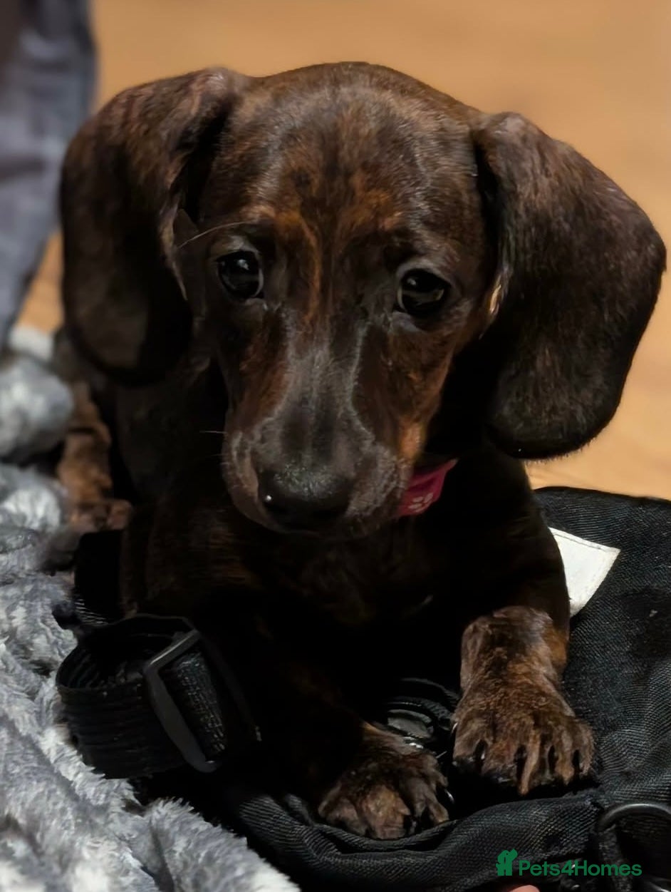 Miniature Dachshund dogs Miniature dachshund puppies  - Advert 17