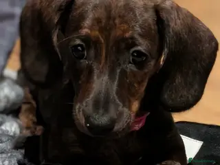 Miniature Dachshund dogs Miniature dachshund puppies - Advert 17