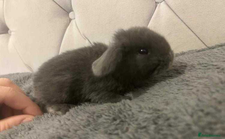 Mini Lop rabbits - Advert 1