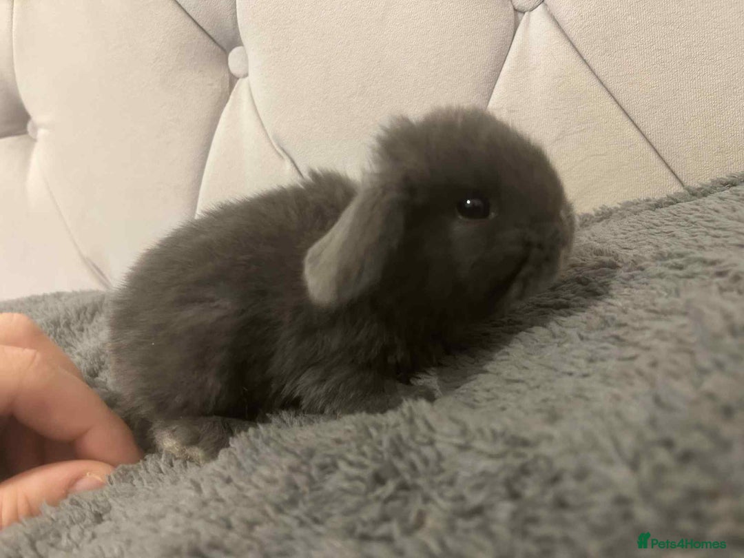 Mini Lop rabbits for sale: Mini lops for sale - Image 1