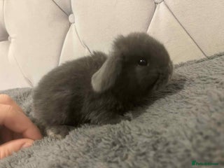 Mini Lop rabbits - Advert 29
