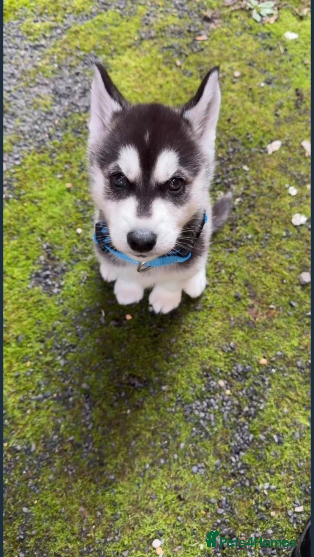 Siberian Husky dogs for sale: Siberian husky male 8 weeks old - Advert 1